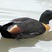 Australian Shelduck